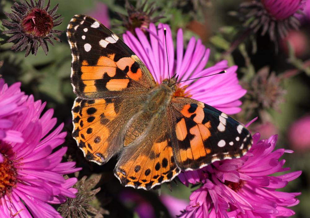 Painted Lady